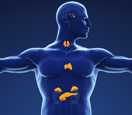 Endocrinology clinical setting